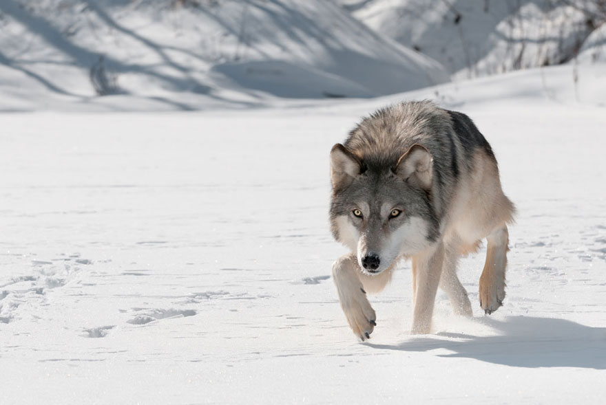 A grey wolf in the snow