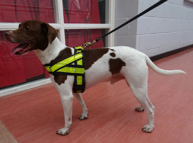 A drugs detection dog and handler deployed on school premises